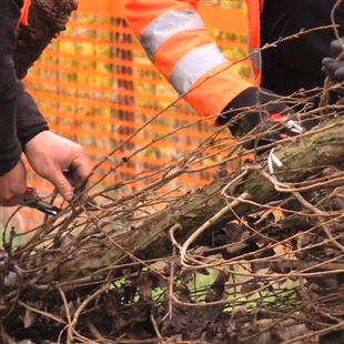 Potature: lavori nel quartiere di Rometta Alta