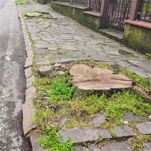 Alberi in viale Cilea, Bagni (PD): “indifferenza per il verde urbano”