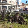 Vigili del fuoco in via Pia per la caduta di un albero, disagi anche in altre zone di Sassuolo